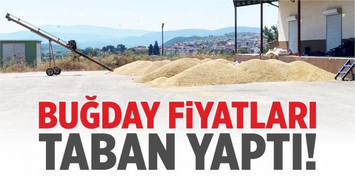 Buğday fiyatları taban yaptı!