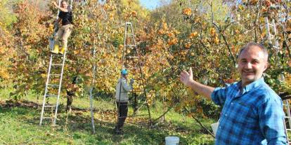 Gencinden yaşlısına, kadınından erkeğine herkes hurma hasadında