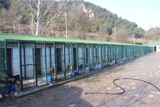 osmaneli-belediyesinden-barinak-aciklamasi2.jpg