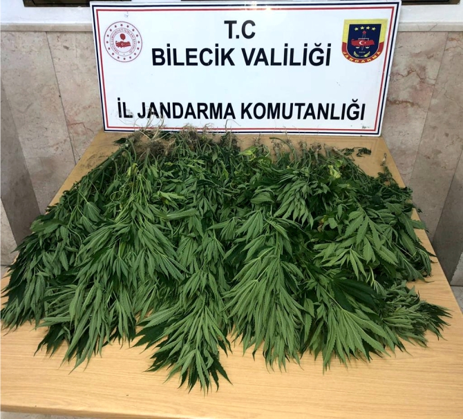 48-kok-kenevir-ele-gecirildi1.jpg