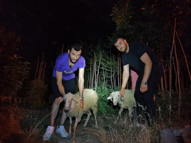 kacan-kurbanliklari-afad-kurtardi1.jpg