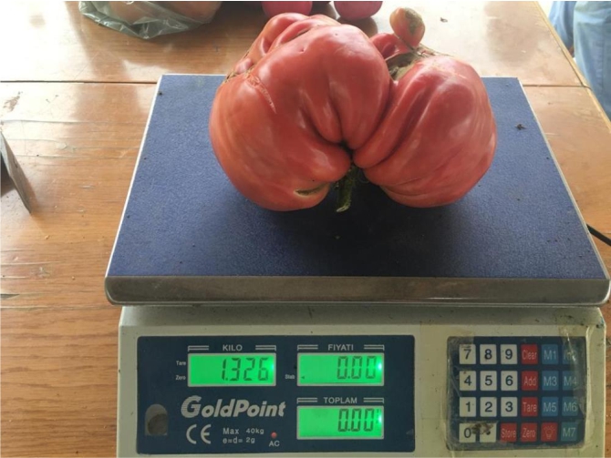 13-kiloluk-organik-domates1.jpg