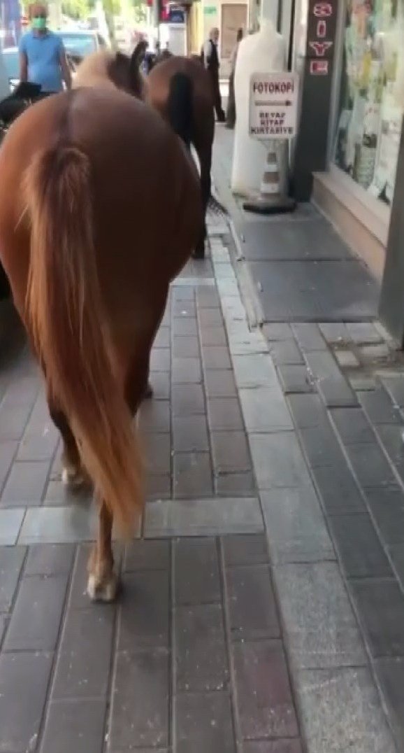 Kara yolundaki başıboş atlar yakalandı