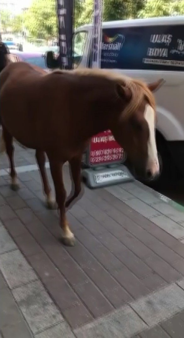 Kara yolundaki başıboş atlar yakalandı