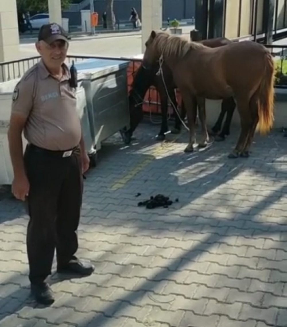 Kara yolundaki başıboş atlar yakalandı