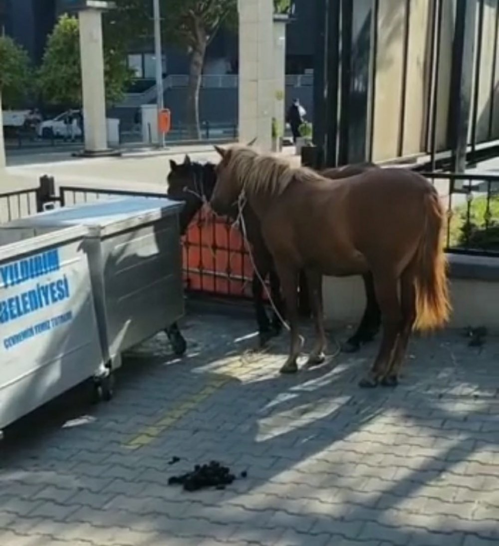 Kara yolundaki başıboş atlar yakalandı