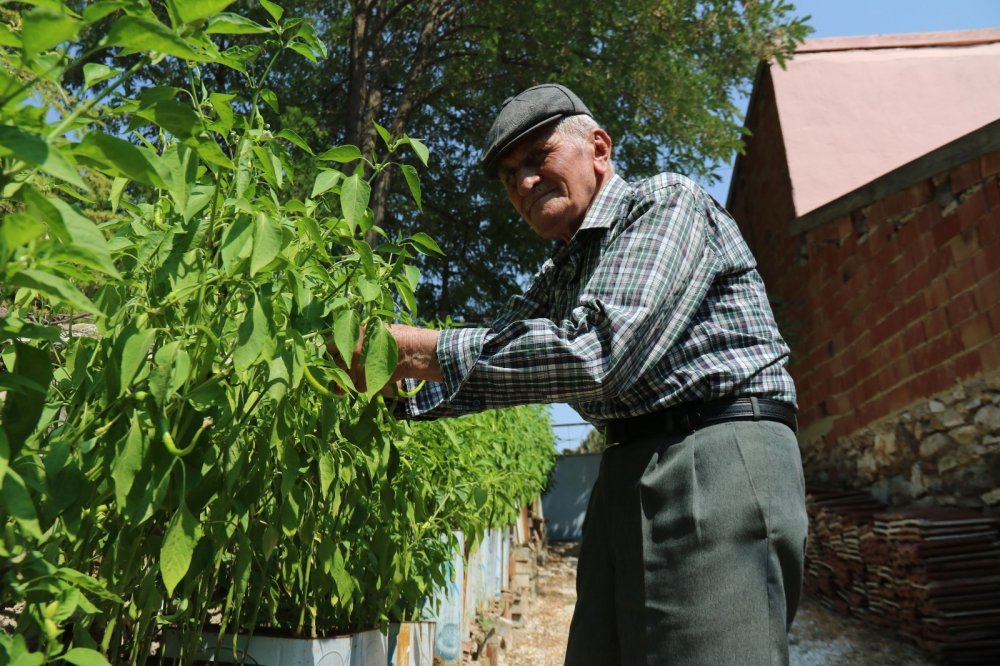 Bu ürünlerin nerede yetişeceğine şaşıracaksınız!