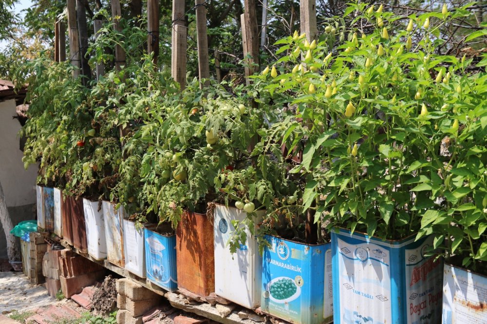 Bu ürünlerin nerede yetişeceğine şaşıracaksınız!