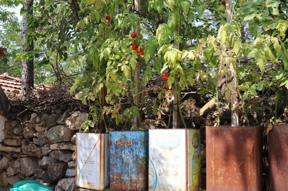 Bu ürünlerin nerede yetişeceğine şaşıracaksınız!