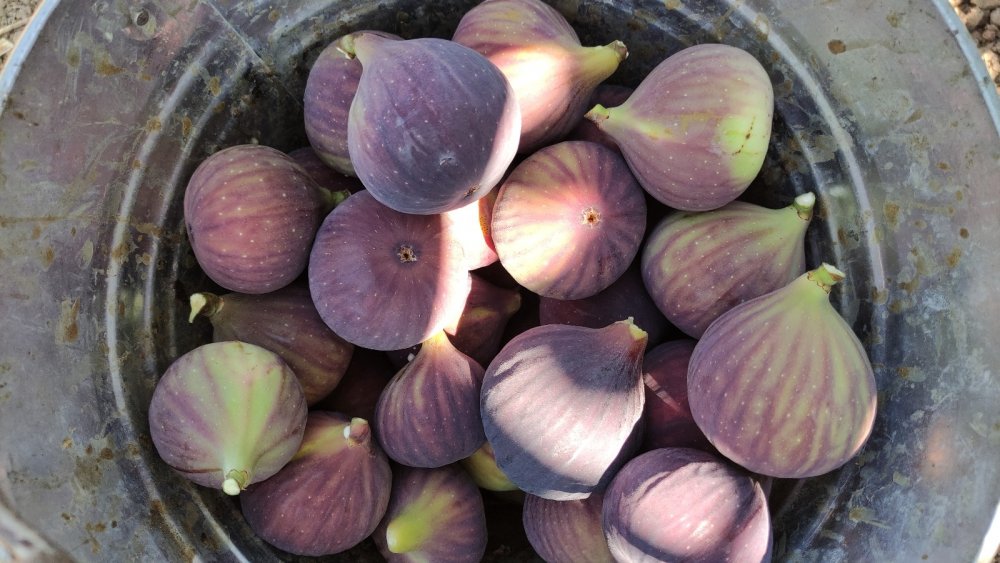 Çiftçi Bu Fiyatlara İsyan Etti