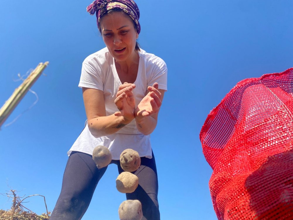 Mor patatese kadın eli değdi