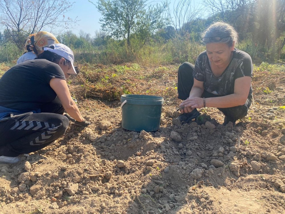 Mor patatese kadın eli değdi