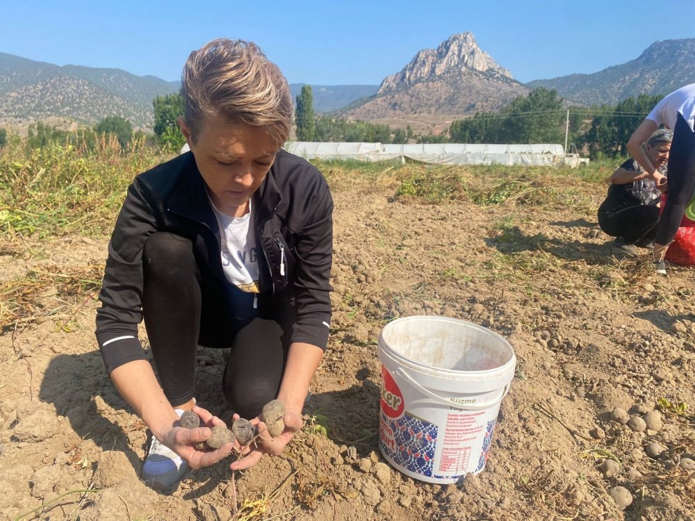 Mor patatese kadın eli değdi