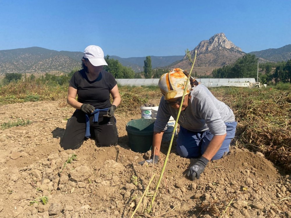 Mor patatese kadın eli değdi