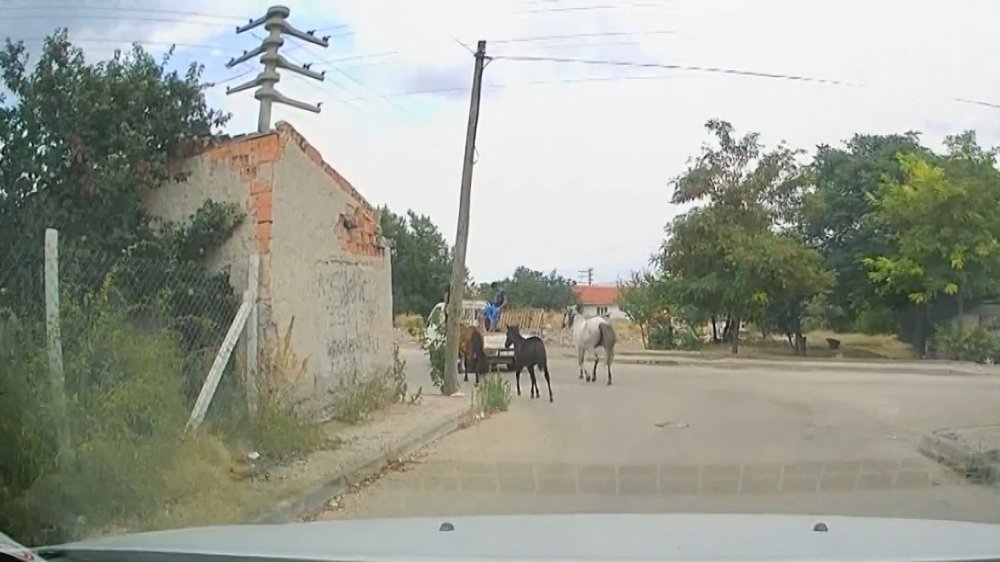 Kamyonetin arkasına atları bağladılar, acımasızca koşturdular