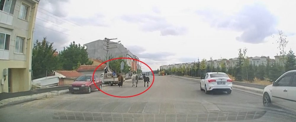 Kamyonetin arkasına atları bağladılar, acımasızca koşturdular