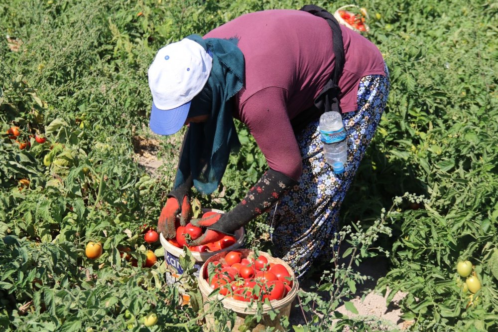 Verim yüksek, fiyat aynı