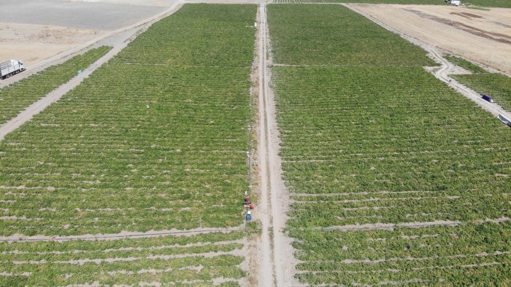 Verim yüksek, fiyat aynı