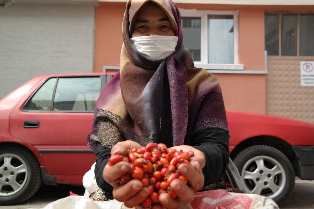 Söğüt'te kıpkırmızı kuşburnu şifa arayanlar için toplandı