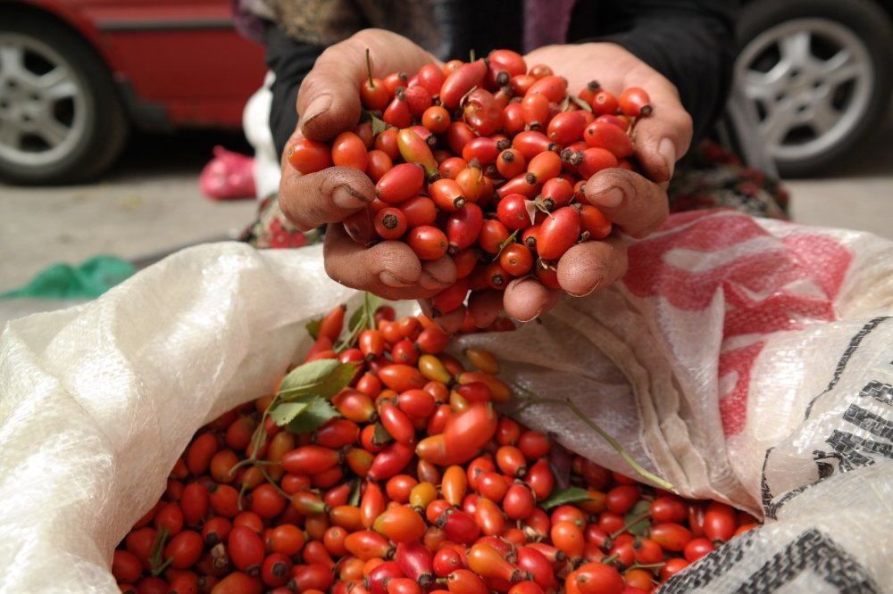 Söğüt'te kıpkırmızı kuşburnu şifa arayanlar için toplandı