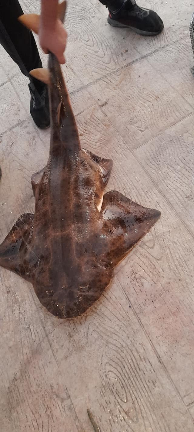 Oltaya takılan nesli tükenme tehlikesi altında olan balık denize bırakıldı