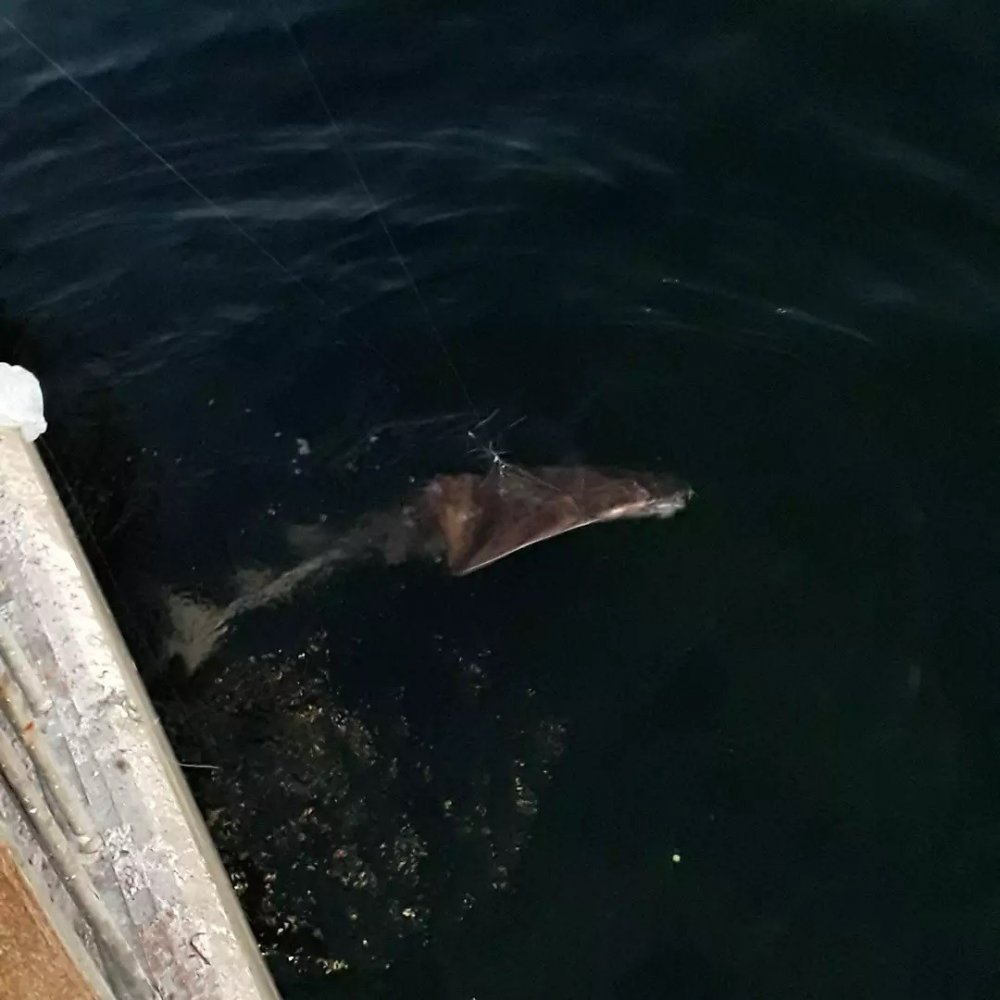 Oltaya takılan nesli tükenme tehlikesi altında olan balık denize bırakıldı