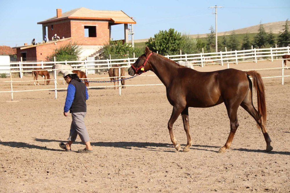 Bu özel taylar 900 bin liraya satılıyor