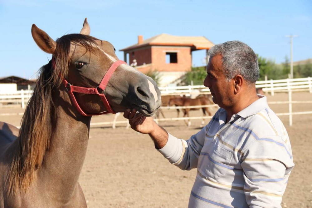 Bu özel taylar 900 bin liraya satılıyor