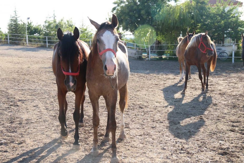 Bu özel taylar 900 bin liraya satılıyor