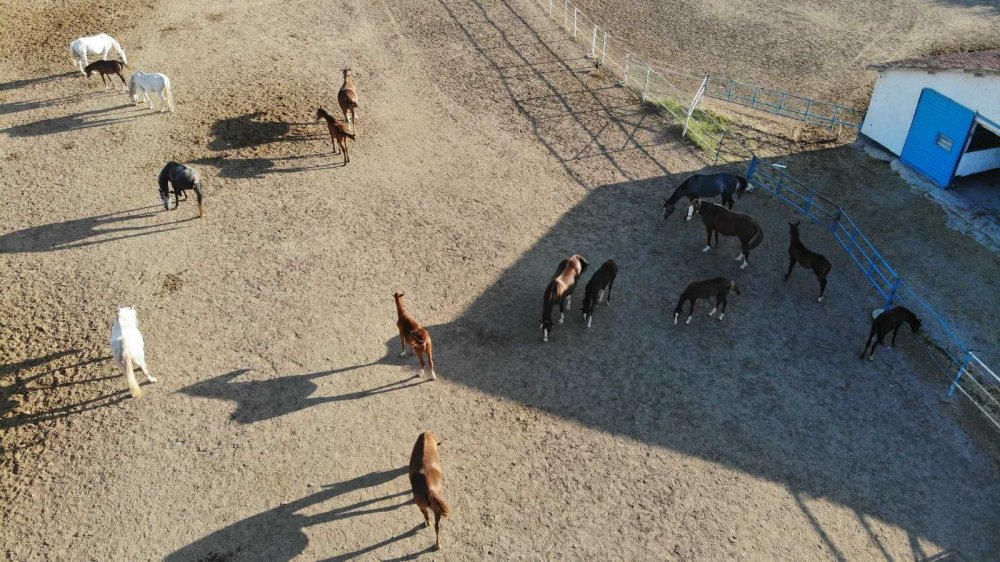 Bu özel taylar 900 bin liraya satılıyor