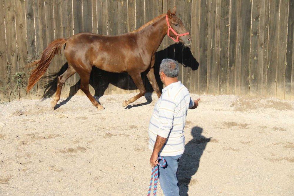 Bu özel taylar 900 bin liraya satılıyor
