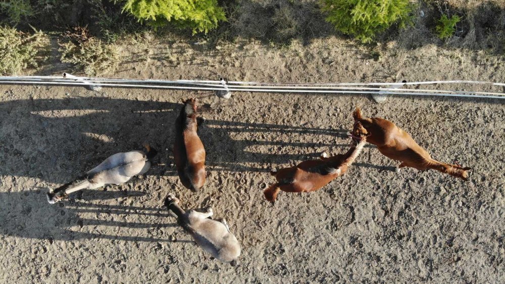 Bu özel taylar 900 bin liraya satılıyor