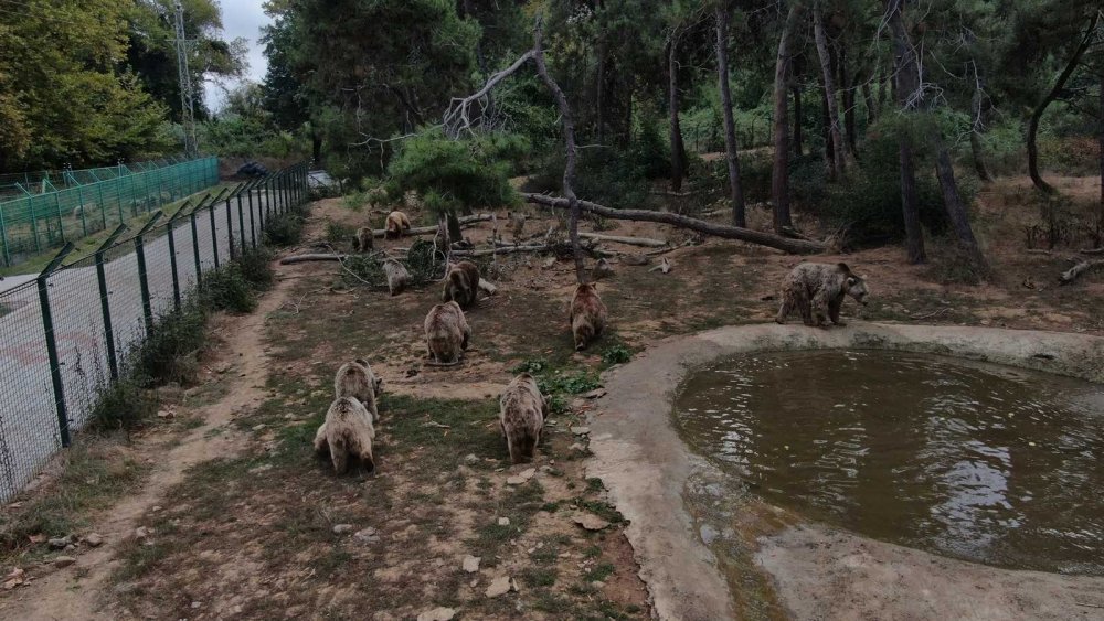 73 ayı, kış için enerji depoluyor