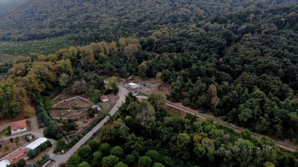 73 ayı, kış için enerji depoluyor