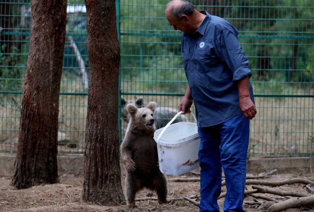 73 ayı, kış için enerji depoluyor