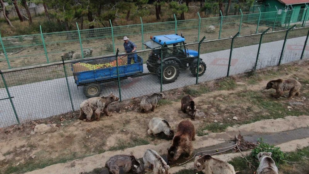 73 ayı, kış için enerji depoluyor