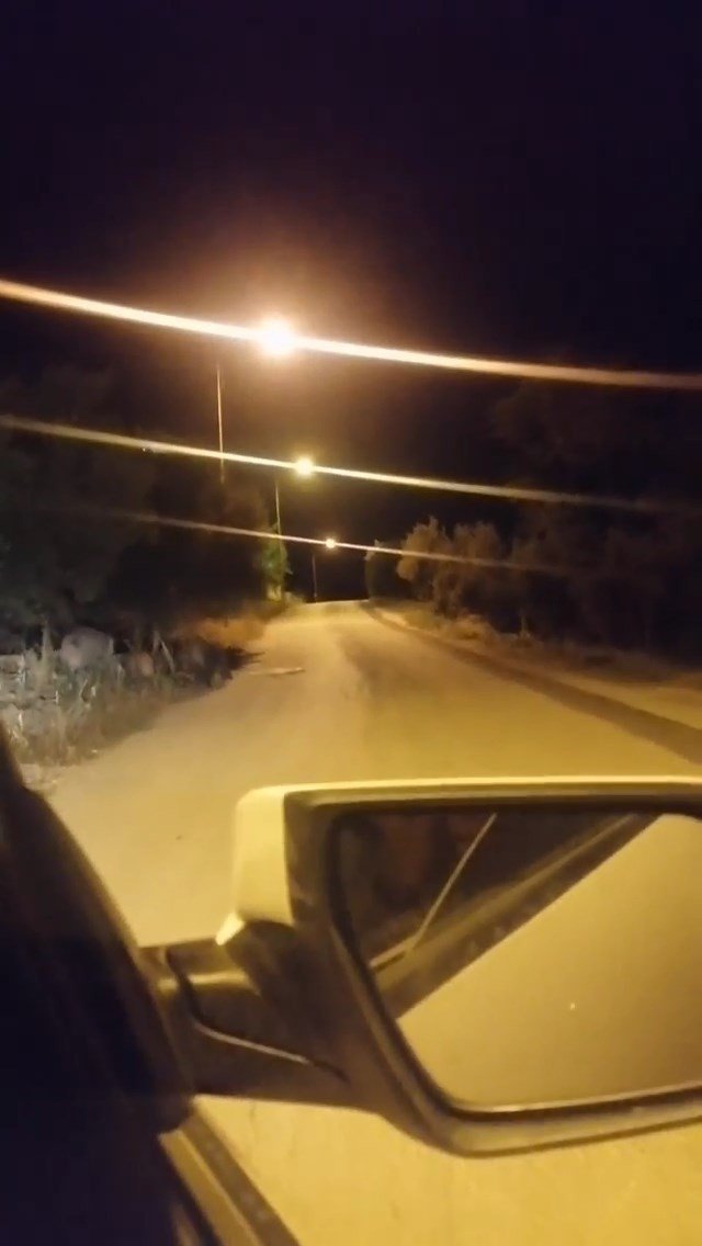 Bursa’da aç kalan domuz sürüsü şehre inip yemek aradı