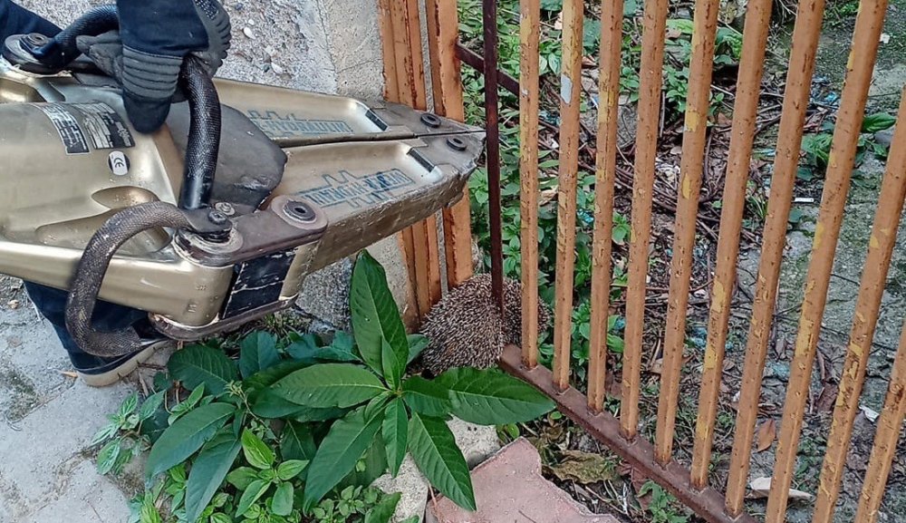 Demir parmaklıklara sıkışan kirpiyi itfaiye ekipleri kurtardı