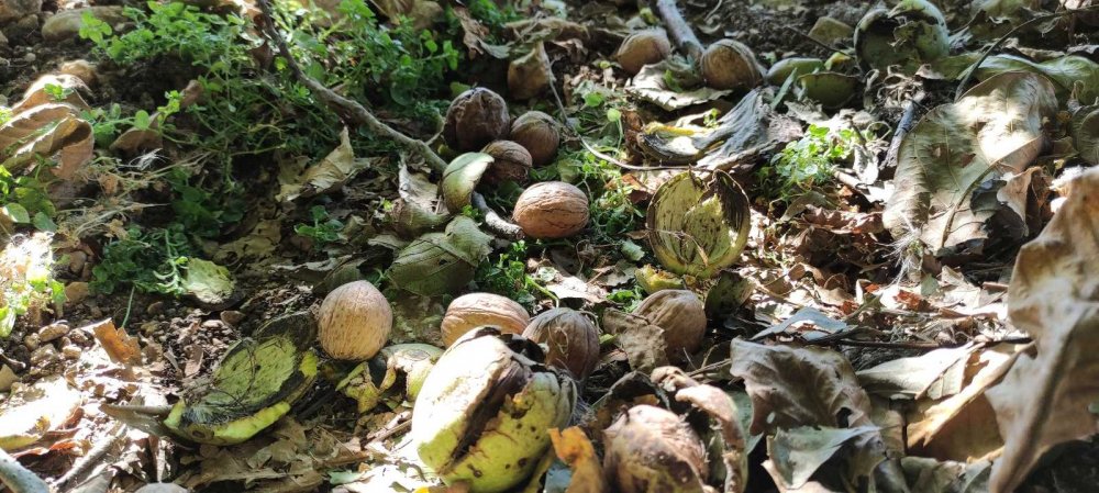 Kilosu 30 liraya bir yıl önceden satılıyor