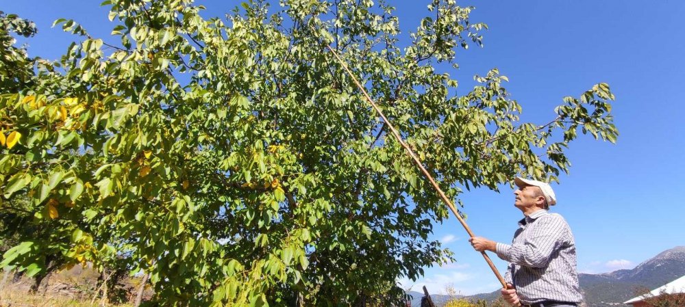 Kilosu 30 liraya bir yıl önceden satılıyor