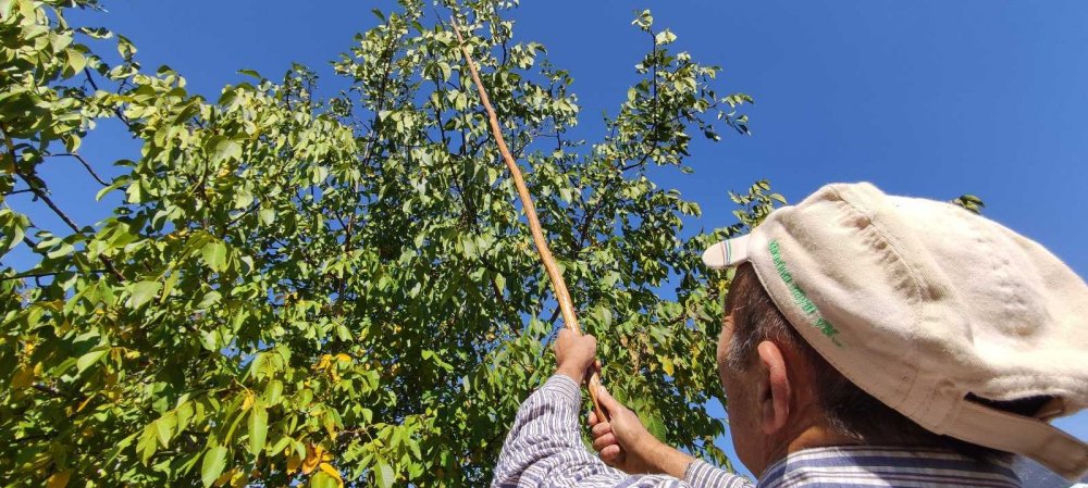 Kilosu 30 liraya bir yıl önceden satılıyor