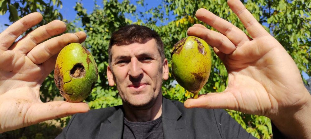 Kilosu 30 liraya bir yıl önceden satılıyor