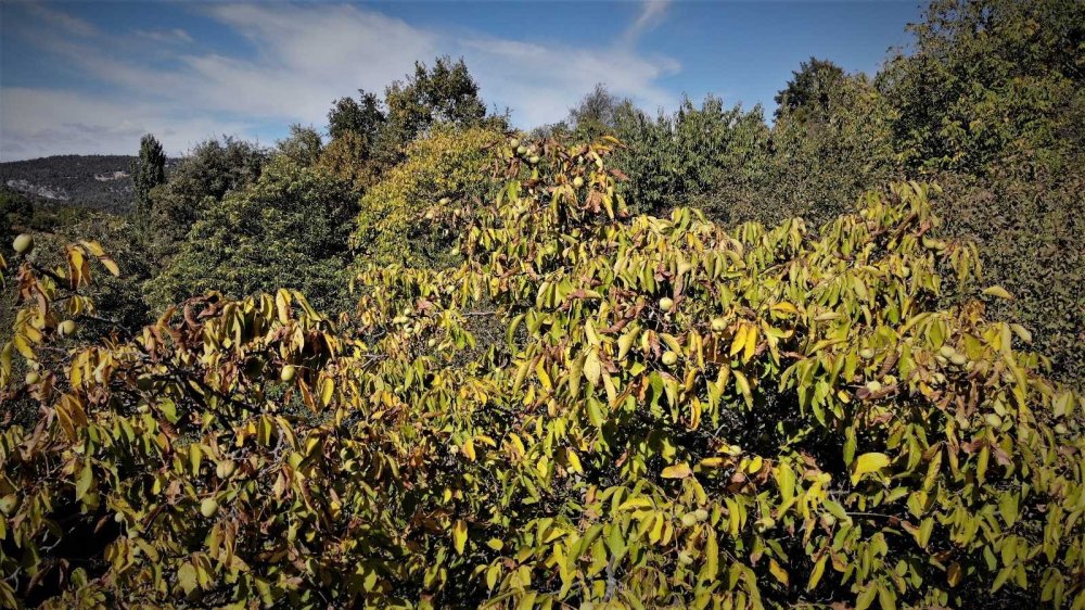 Kilosu 30 liraya bir yıl önceden satılıyor