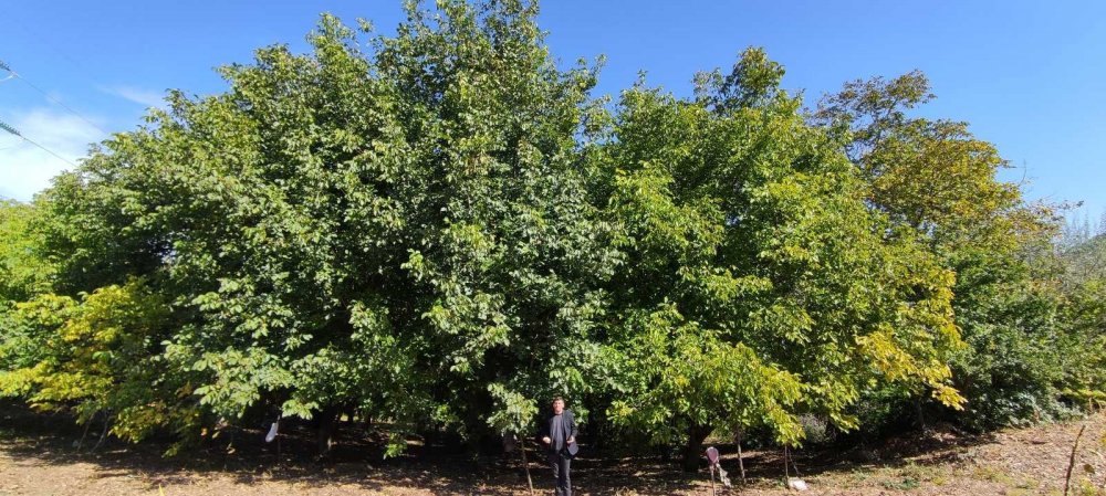 Kilosu 30 liraya bir yıl önceden satılıyor