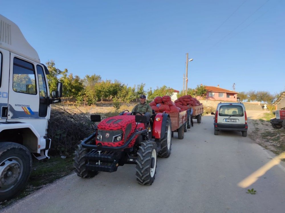 Gölpazarı'nda ceviz hasadı yüz güldürdü