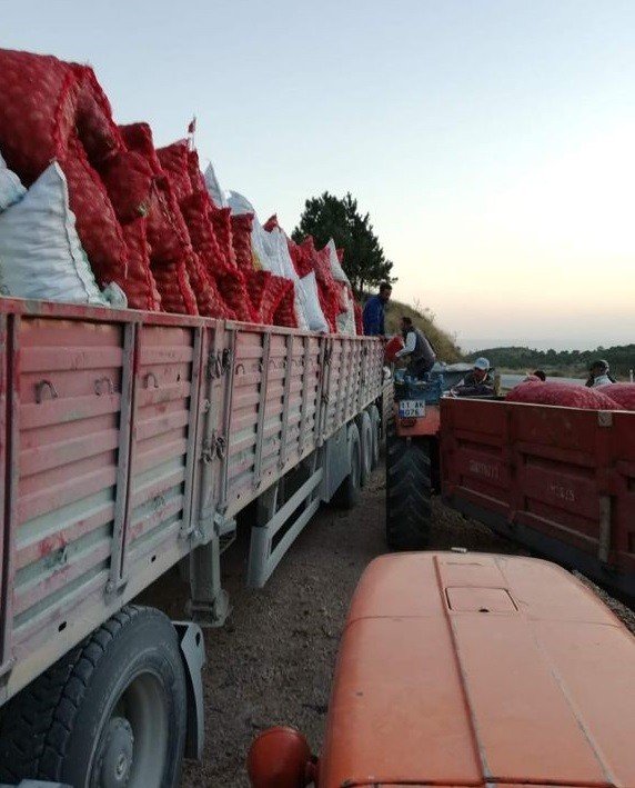 Gölpazarı'nda ceviz hasadı yüz güldürdü