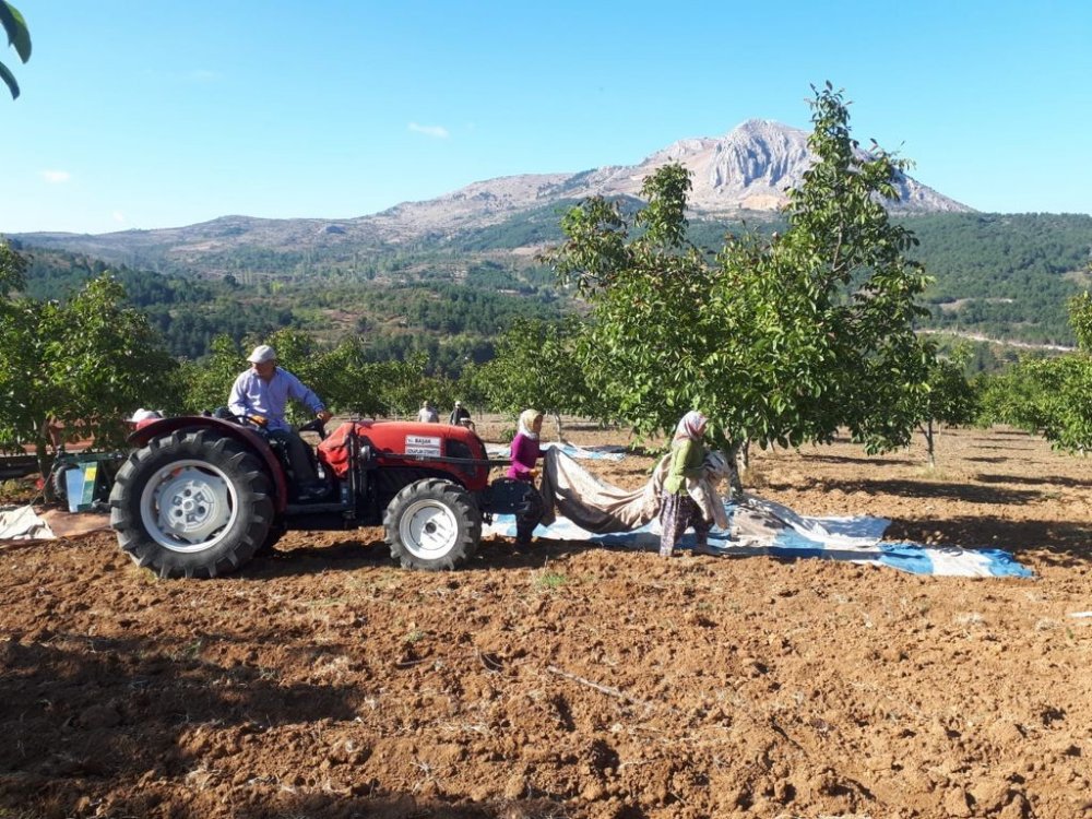 Gölpazarı'nda ceviz hasadı yüz güldürdü