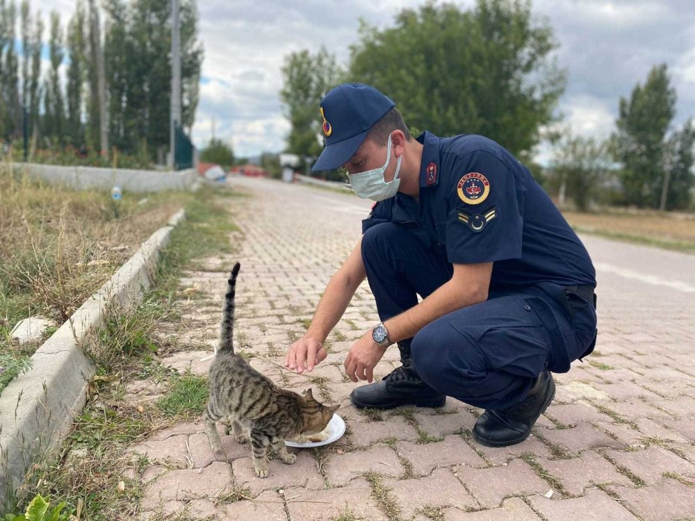 Jandarma sokak hayvanları unutmadı