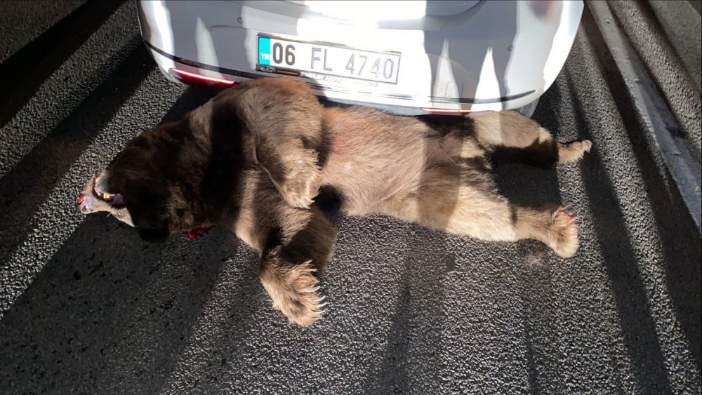Otomobilin çarptığı ayı telef oldu