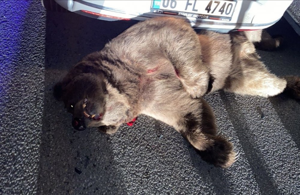 Otomobilin çarptığı ayı telef oldu